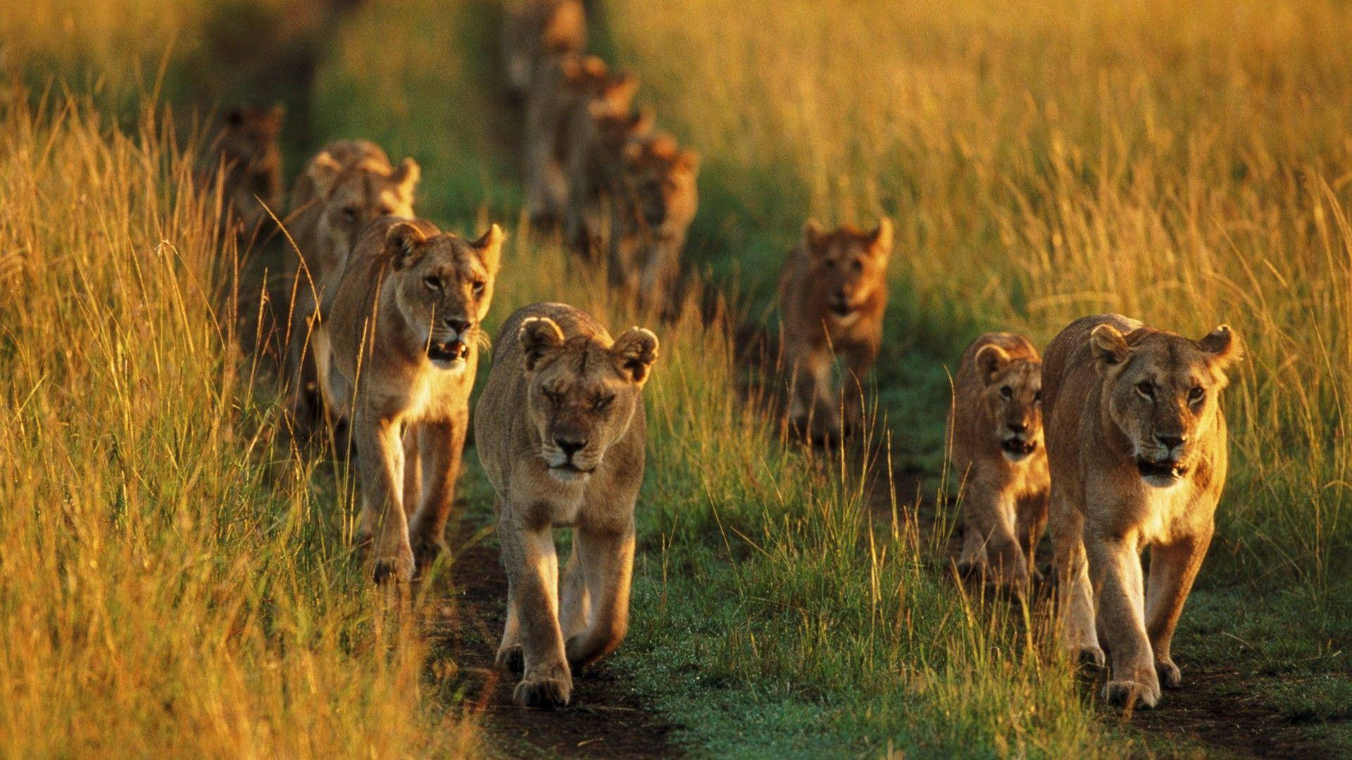 Løvehorde i Kenya scene Wallpaper