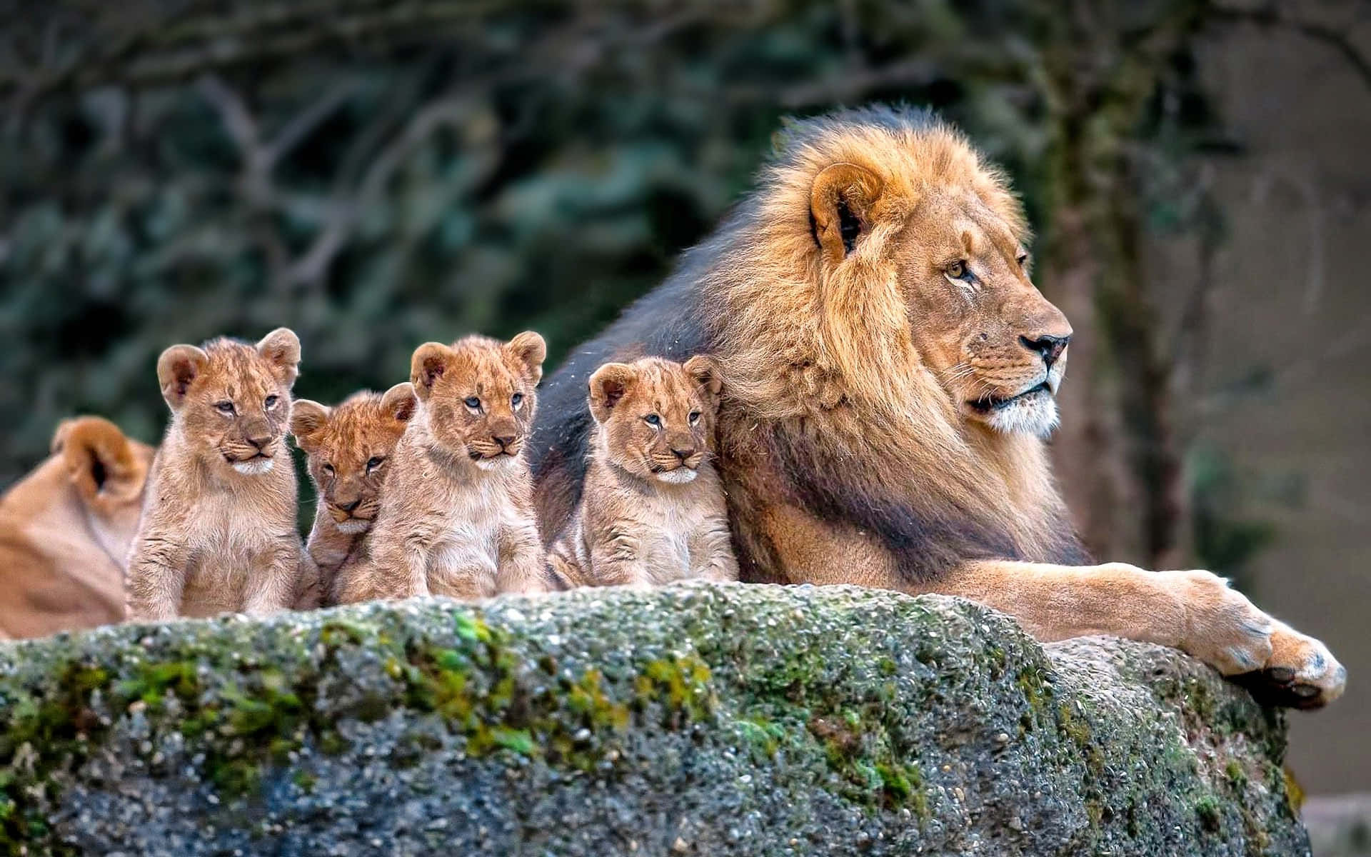 Lions With Their Cubs On A Rock