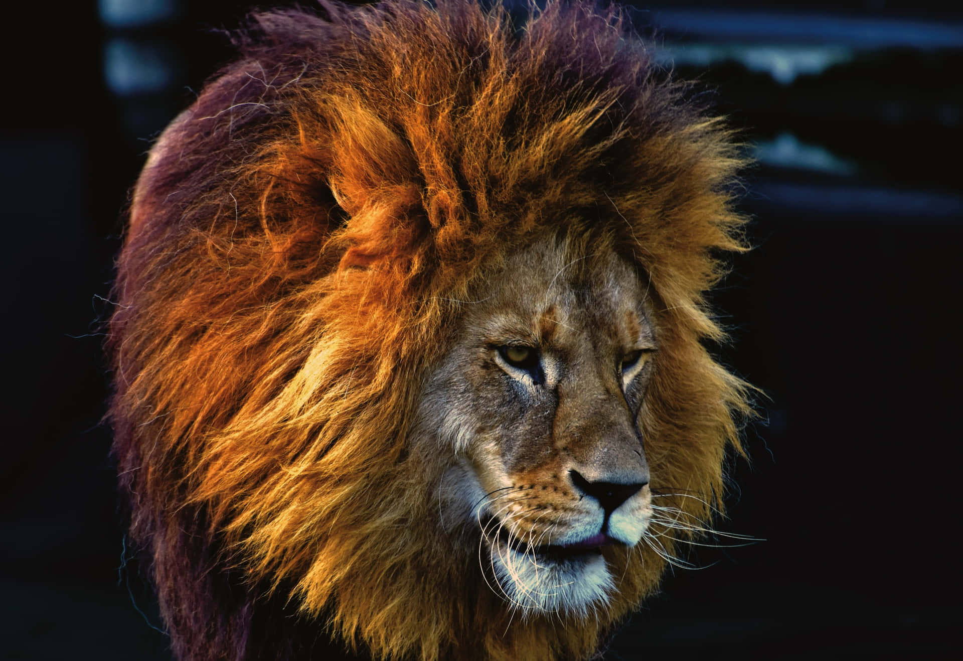 Tomajestætiske Løver Beundrer Det Afrikanske Landskab.