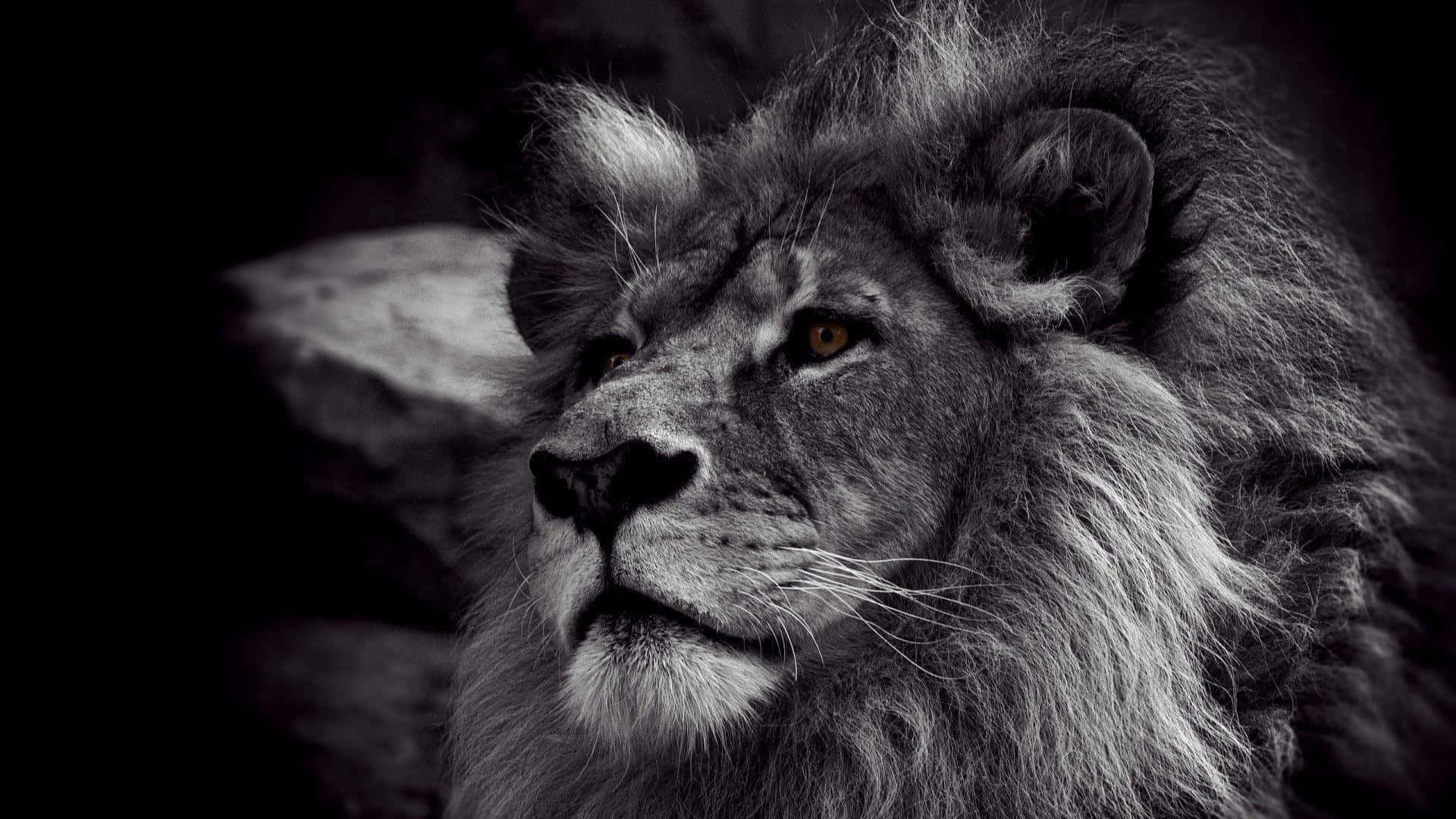 Enstærk Og Majestætisk Løve.