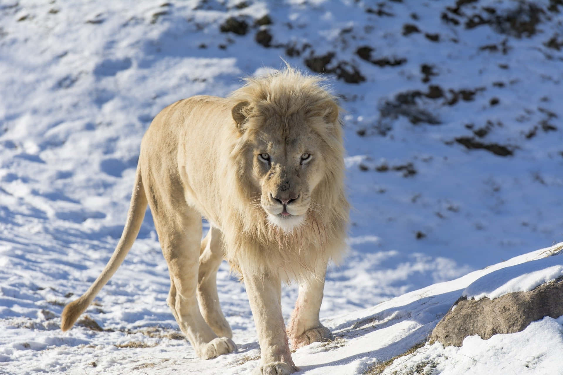 A pride of lions roam the African savannah