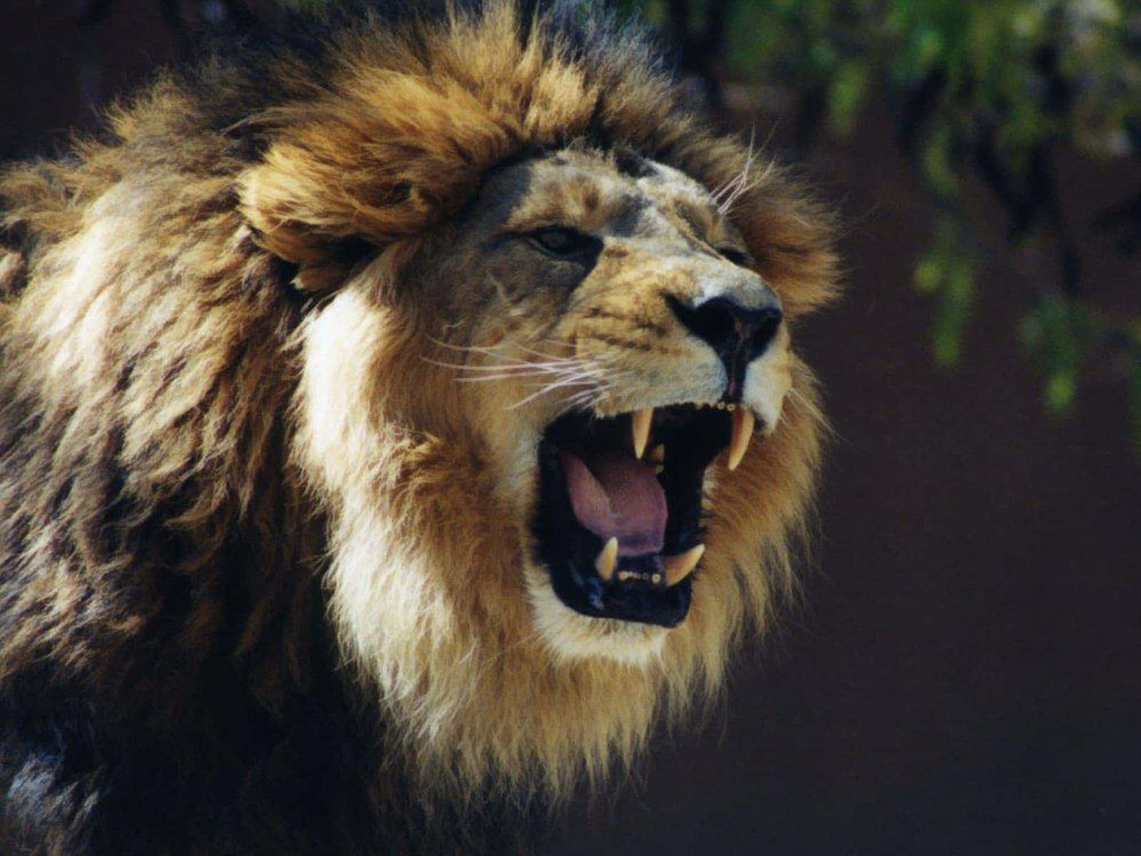Enflok Løver I Den Afrikanske Serengeti
