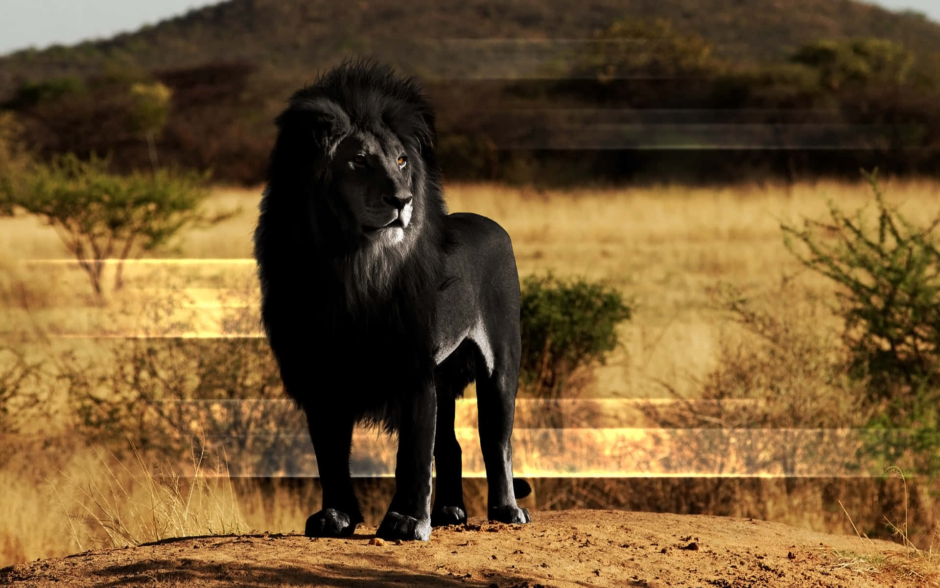 Tomajestætiske Afrikanske Løver, Der Låser Øjne I Hjertet Af Savannen.