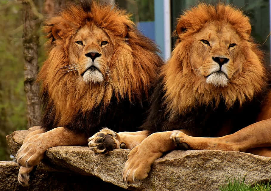 Løver med Plys Mane i Zooen Wallpaper
