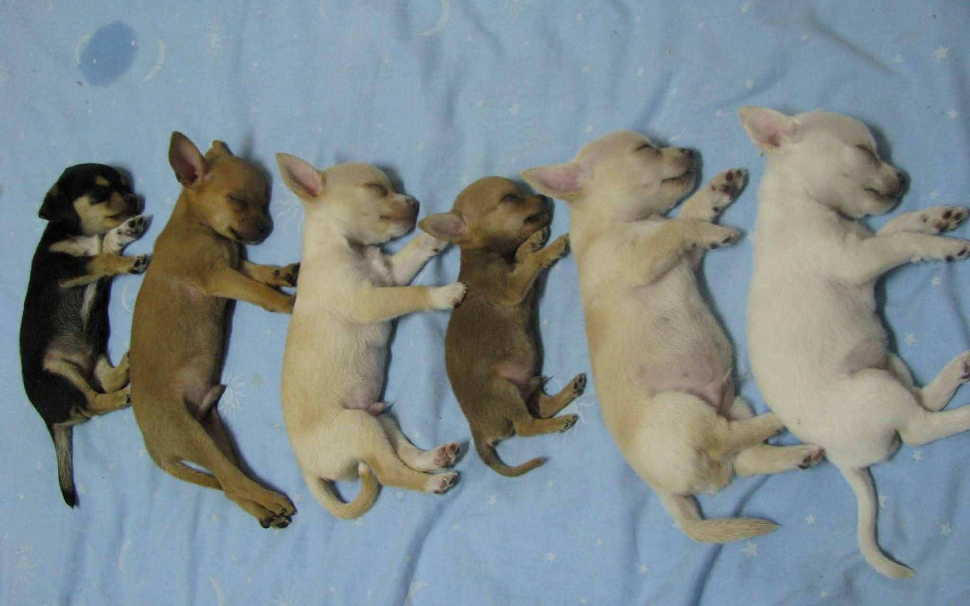 Litter Of Chihuahua Puppies Wallpaper