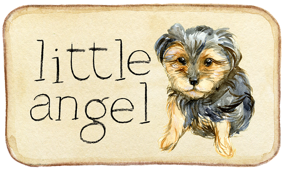 Little Angel Yorkie Puppy PNG