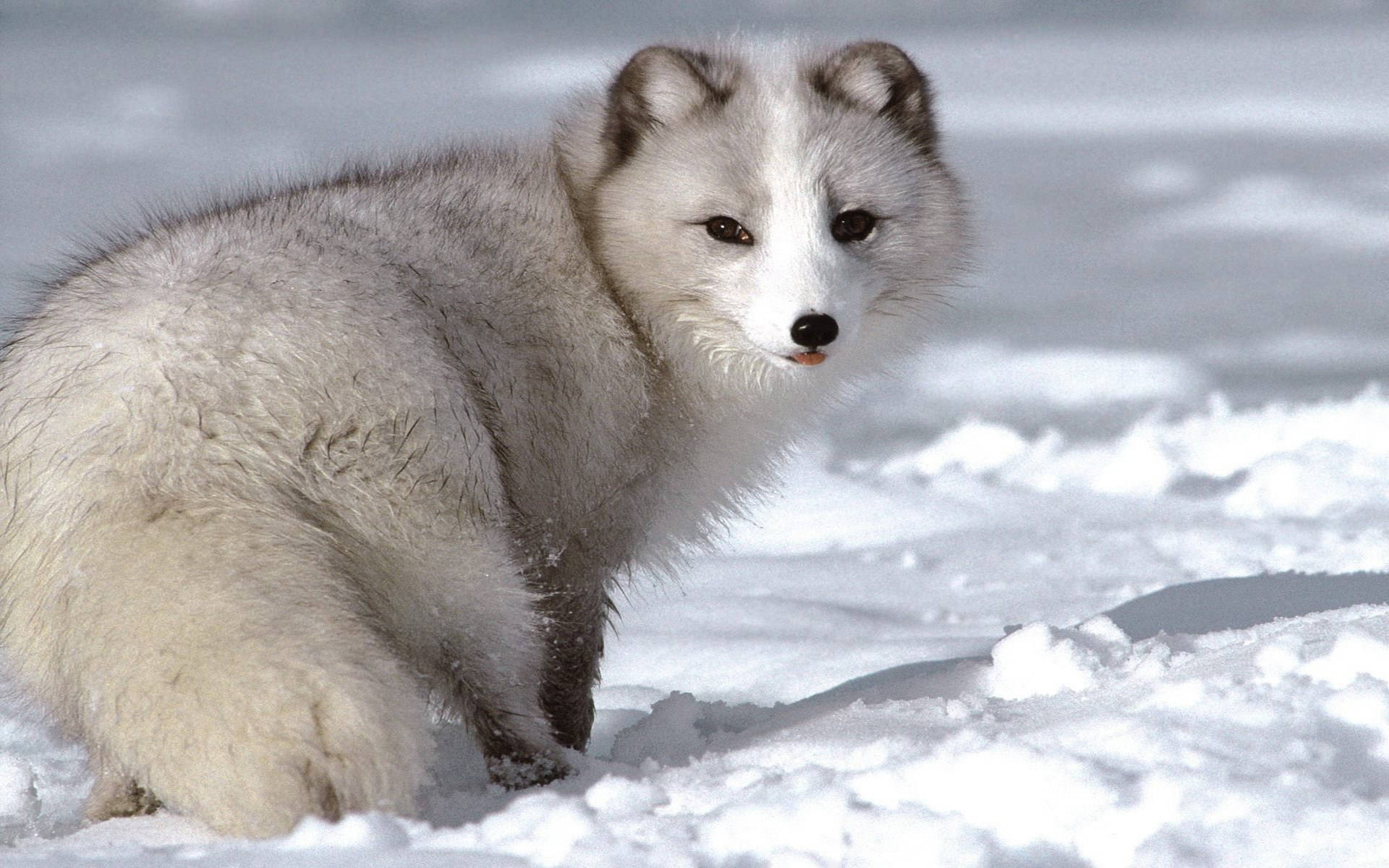 Little Arctic Fox Animal Wallpaper