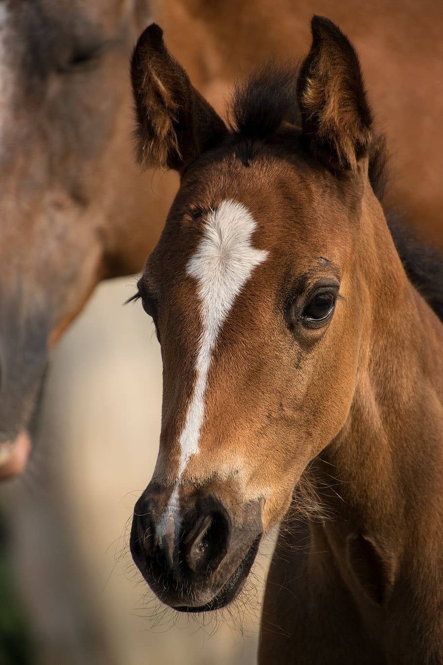 Little Baby Foal Close Up Headshot Wallpaper