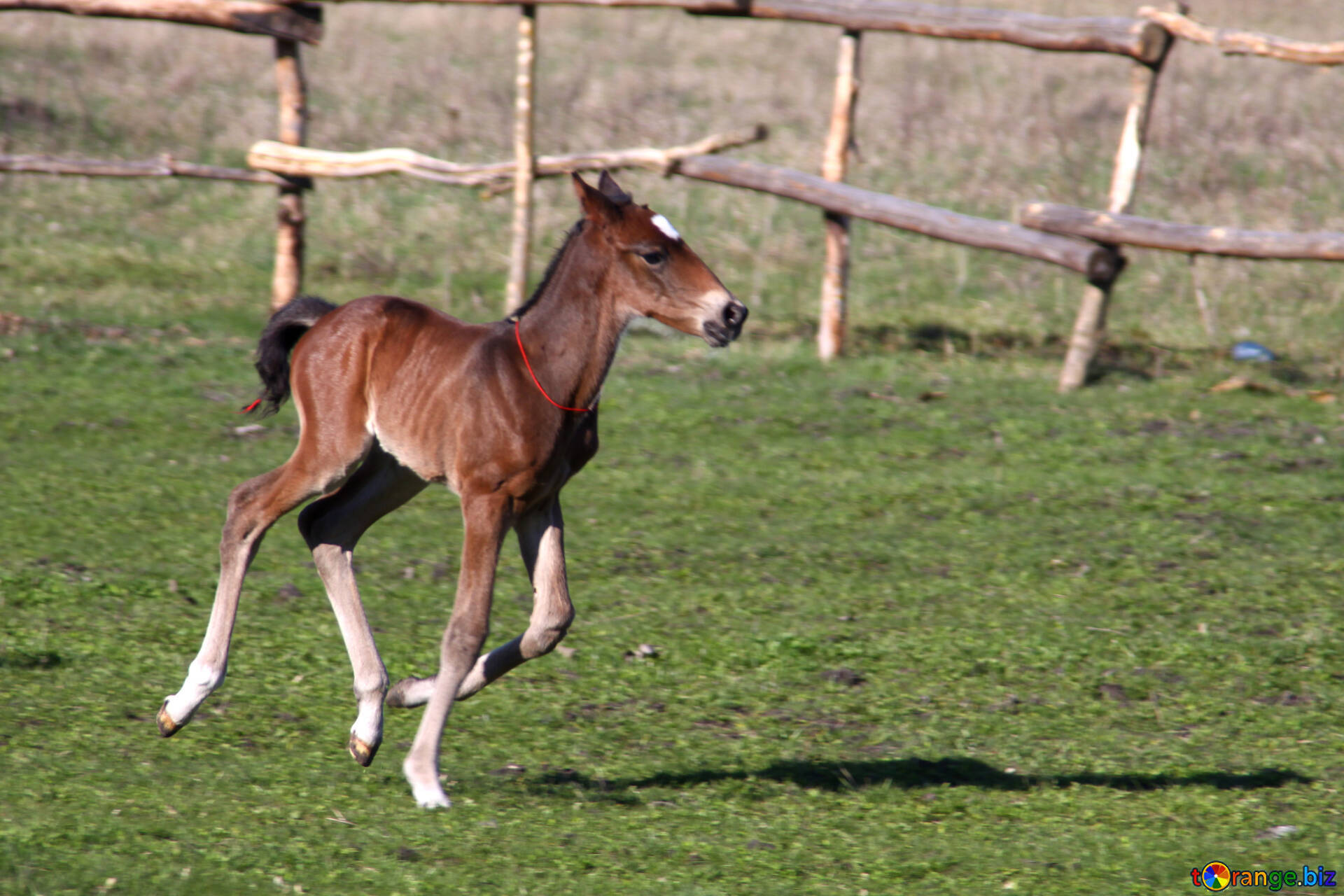 Little Baby Foal Galloping In A Field Wallpaper