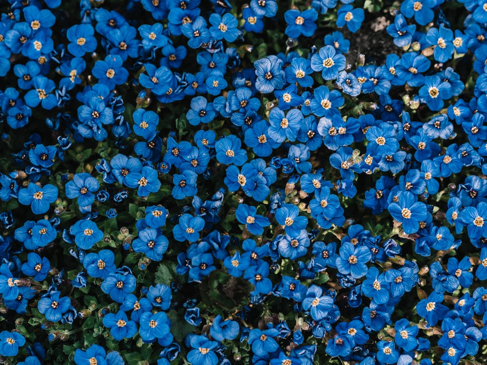Enchanting Portrait of Blue Anemone Flowers Wallpaper