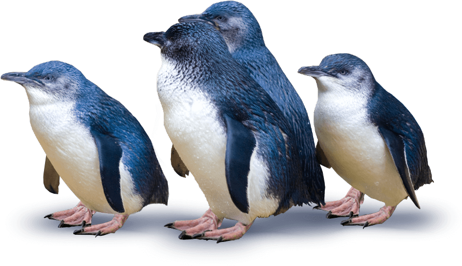 Little Blue Penguins New Zealand PNG