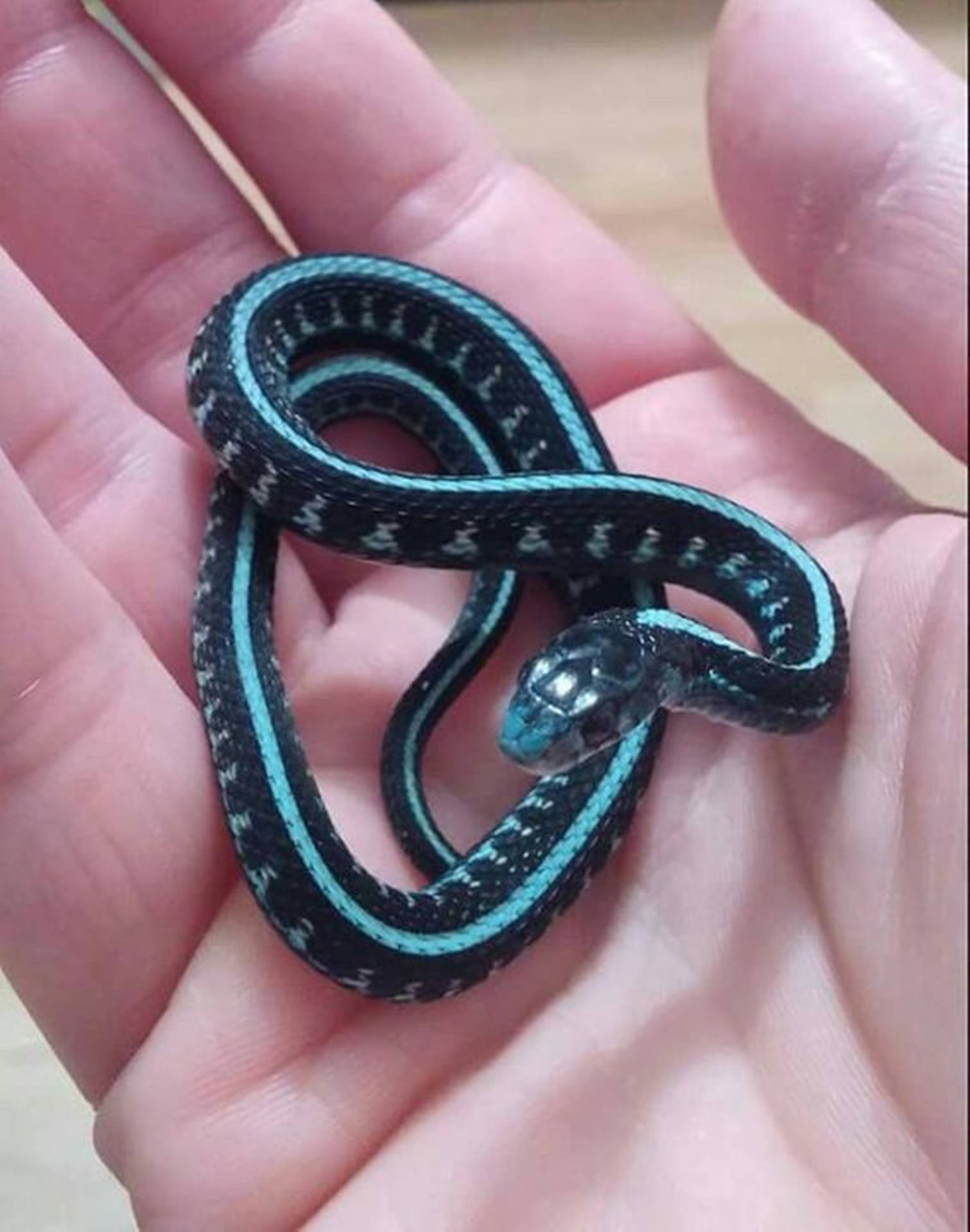 Little Blue-striped Garter Snake Wallpaper