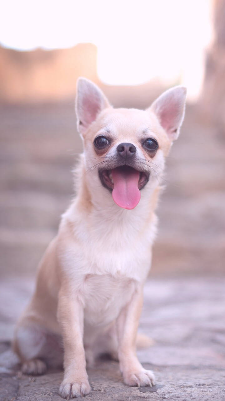 Little Chihuahua Breed Wallpaper