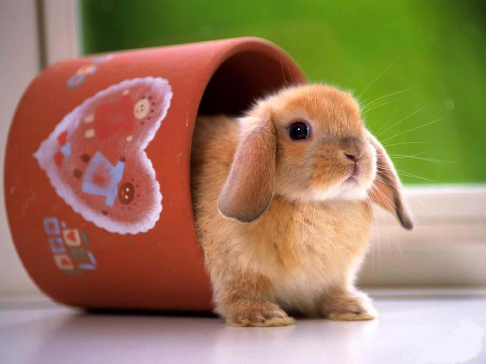 Little Cute Bunny Picture