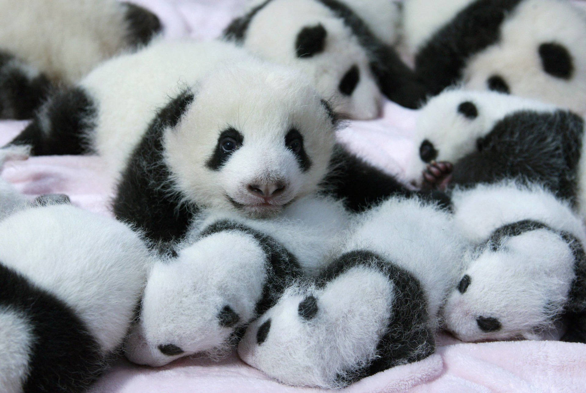 Little Cute Pandas