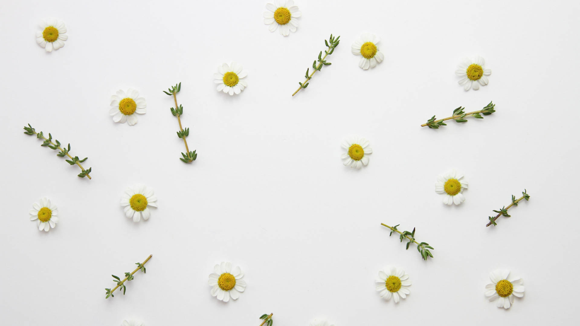 Little Daisy Flower With Thyme Leaves Wallpaper