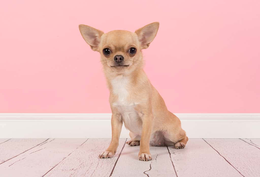 Pink Chihuahua Little Dogs Picture