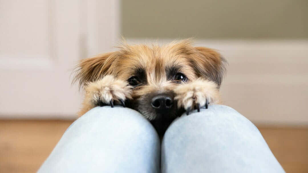 Little Dogs Hiding On Legs Picture