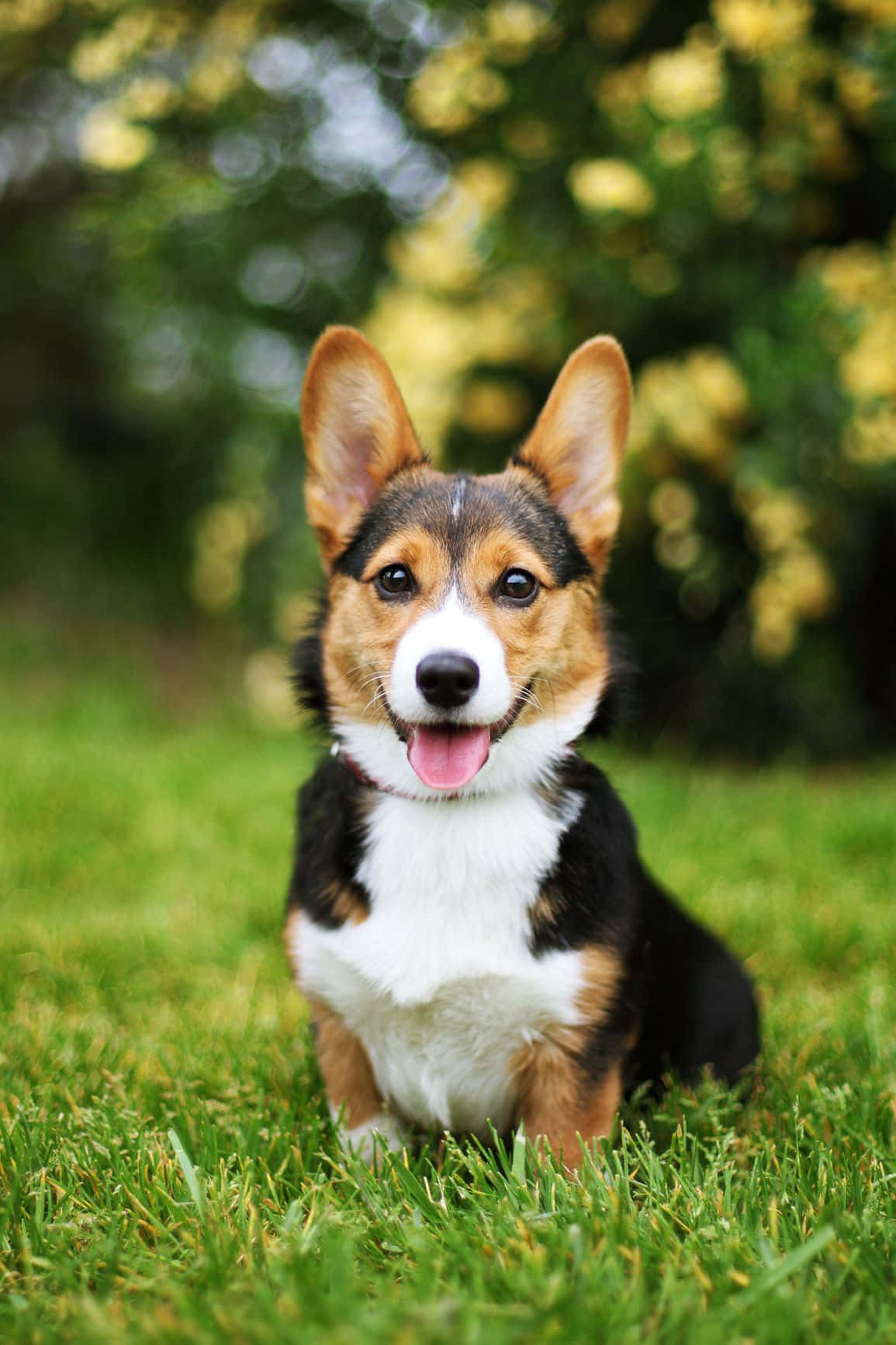 Corgi Little Dogs On Grass Picture