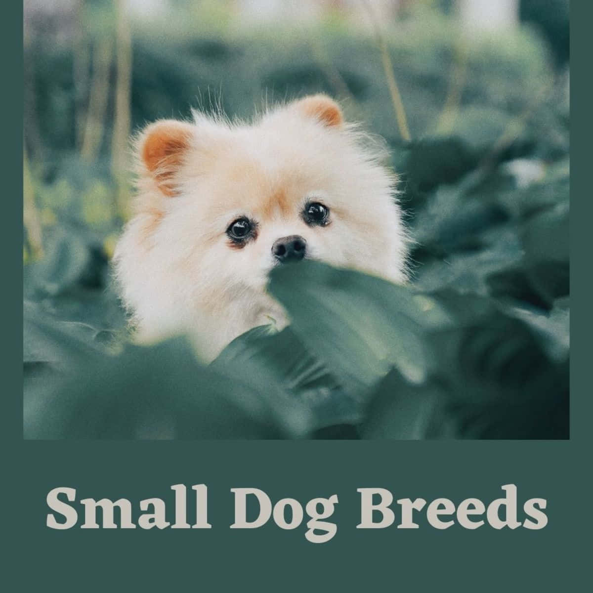 Bildpå Vita Små Pomeranian-hundar På Dator- Eller Mobilskärmen