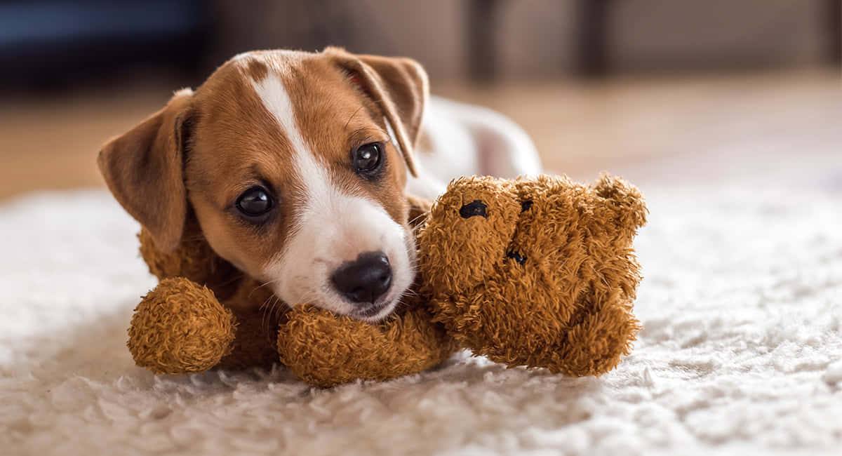 Jackrussell Terrier Små Hundar Med Teddy-bild