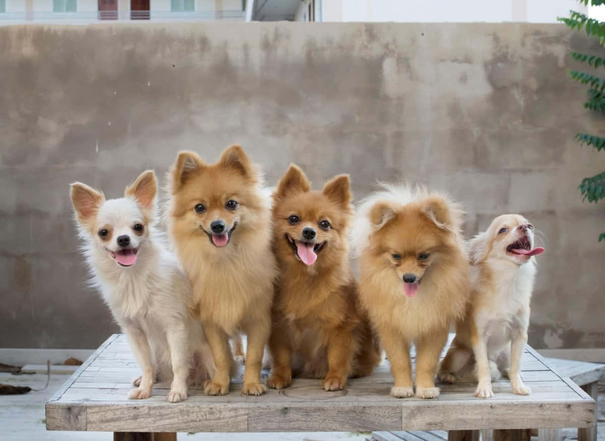 Cute Pomeranian Little Dogs Picture