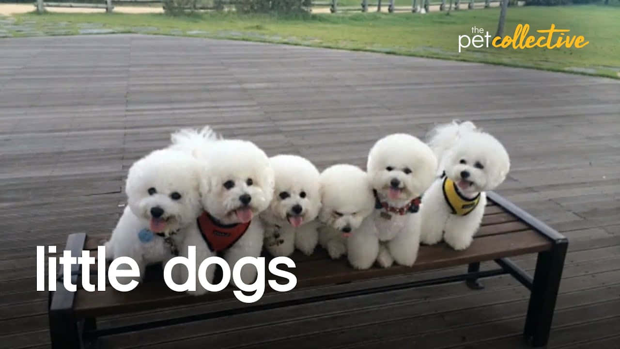 Immaginedi Piccoli Cani Su Una Panchina