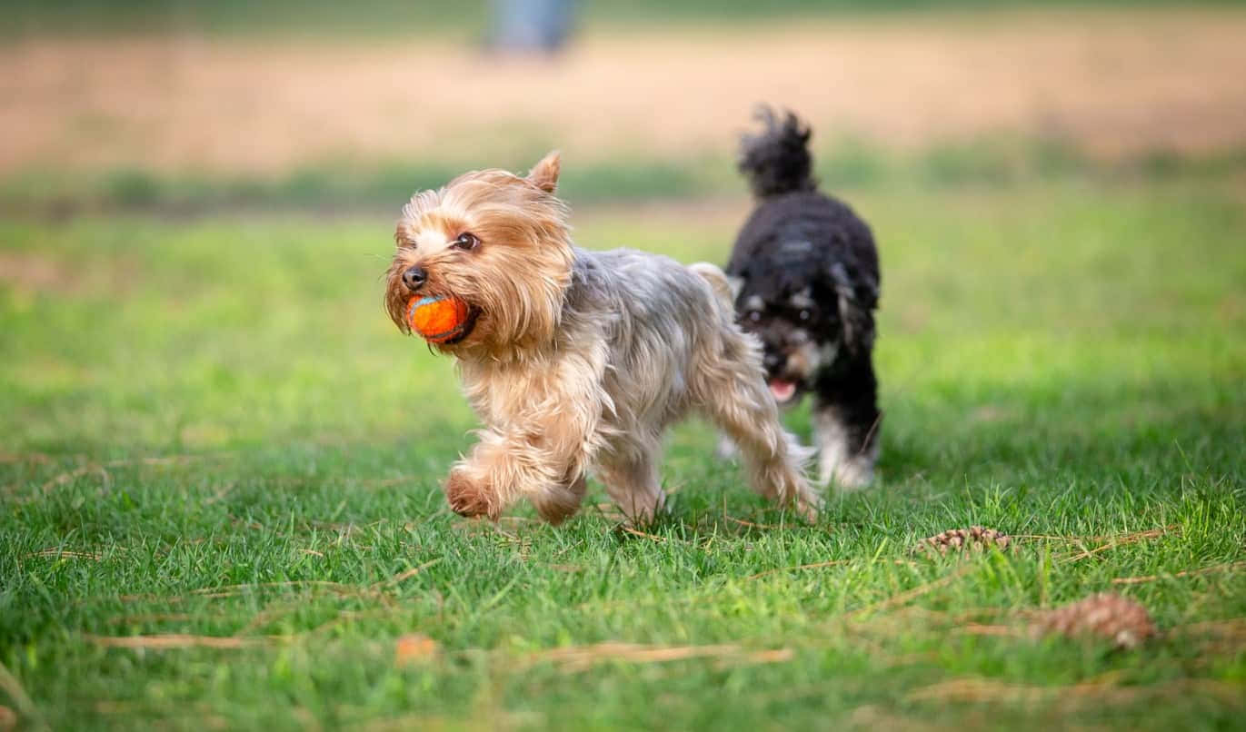 Yorkshire Terrier Little Dogs Playing Picture