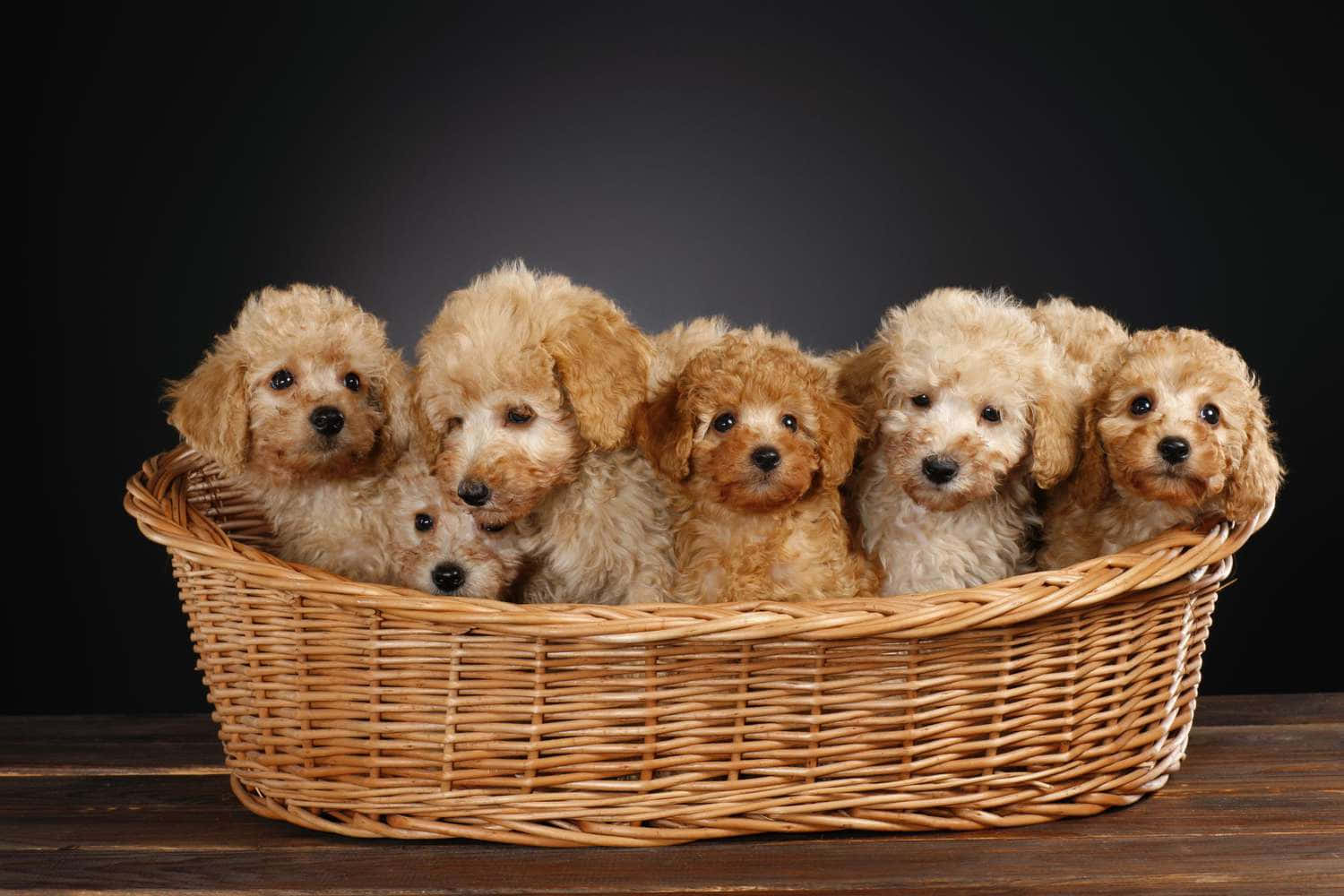 Poodle Little Dogs In Basket Picture