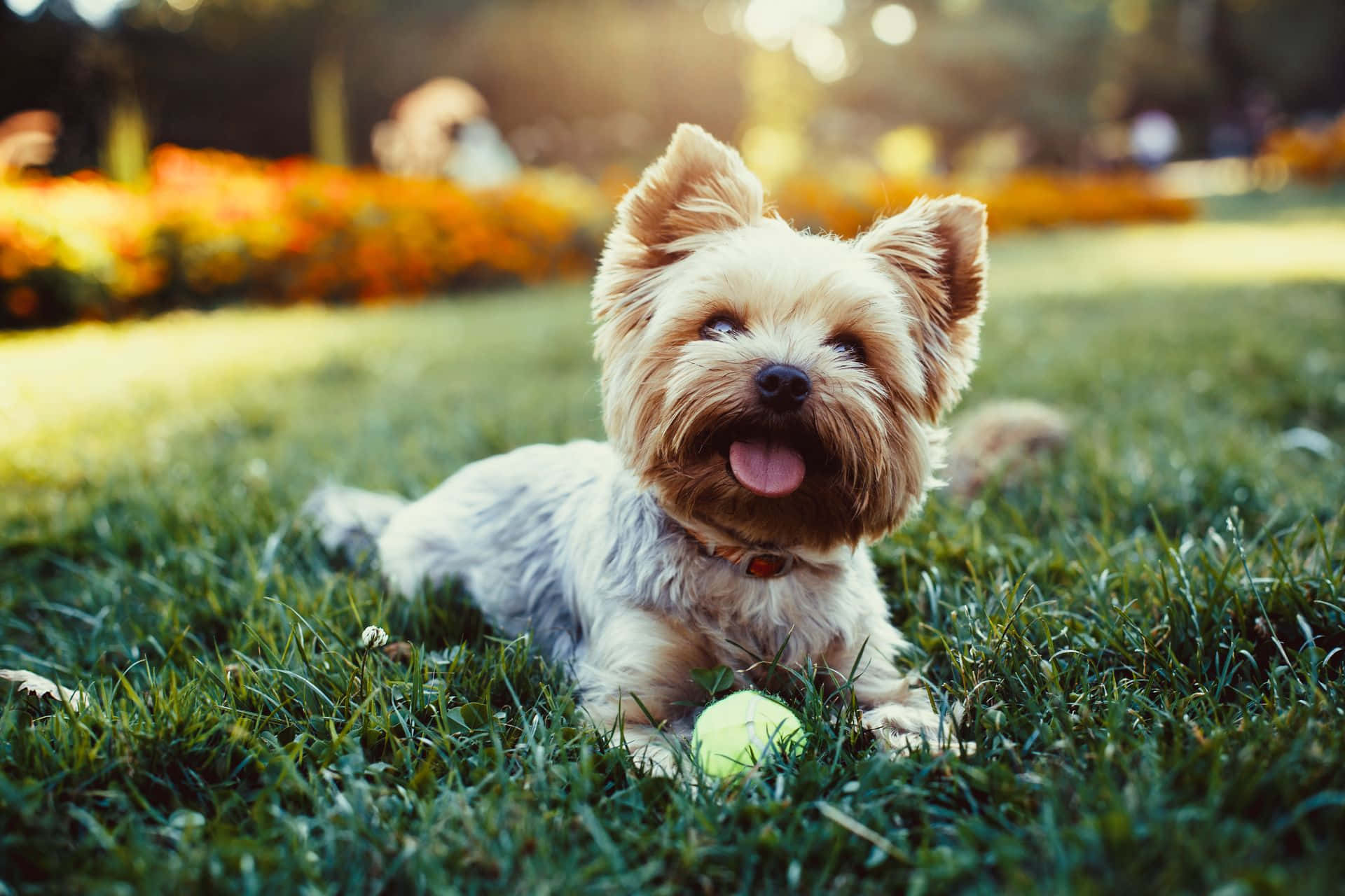 Yorkshire Terrier Little Dogs Tongue Out Picture