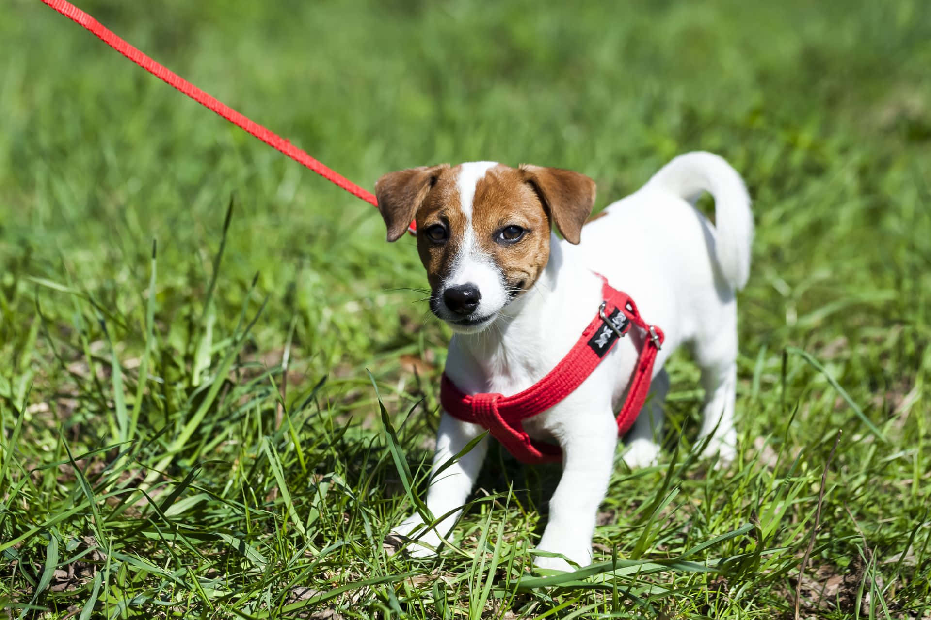 Jack Russell Terrier Little Dogs In Harness Picture