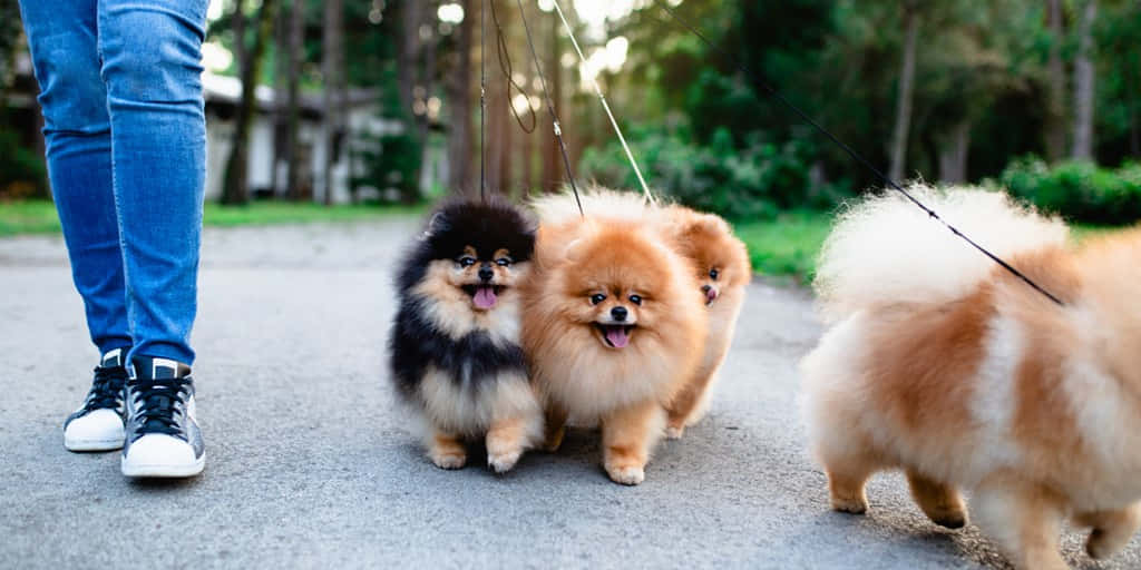 Pomeranian Little Dogs Walking Picture