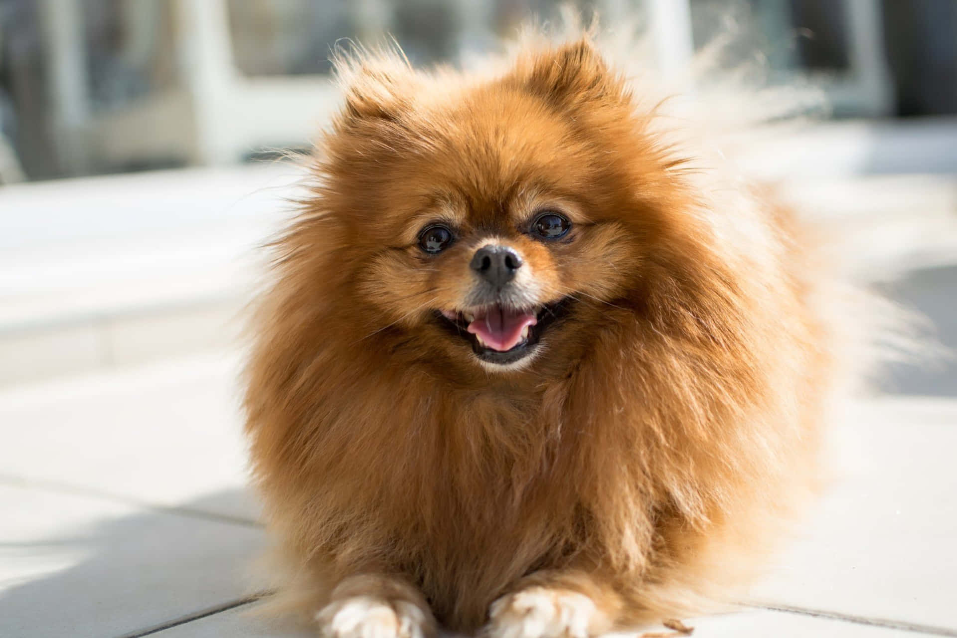 Brown Pomeranian Little Dogs Picture