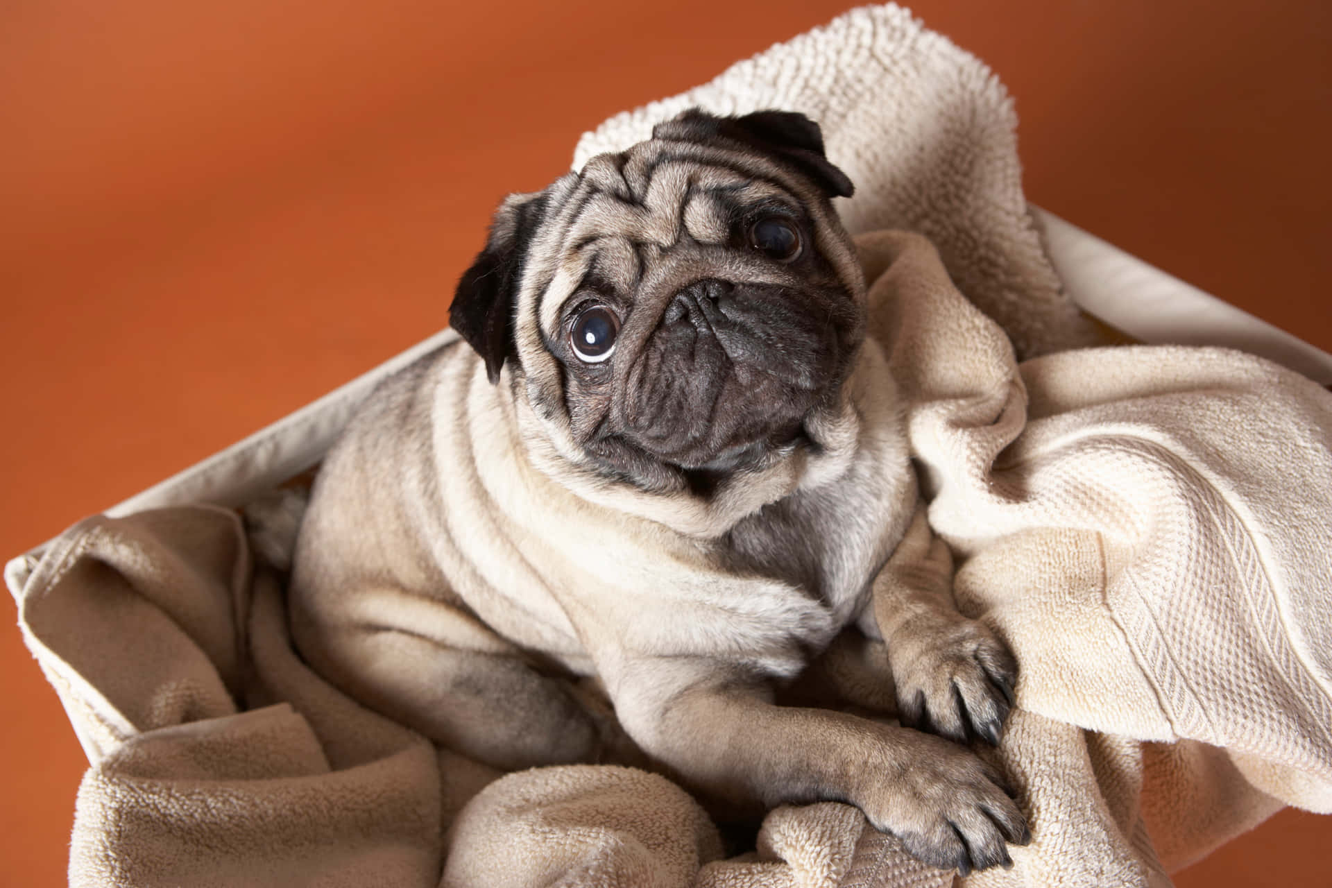 Cute Pug Little Dogs Picture