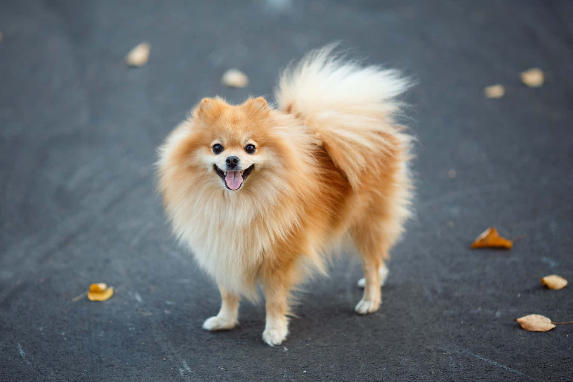 Bildpå Leende Pomeranian-liten Hund