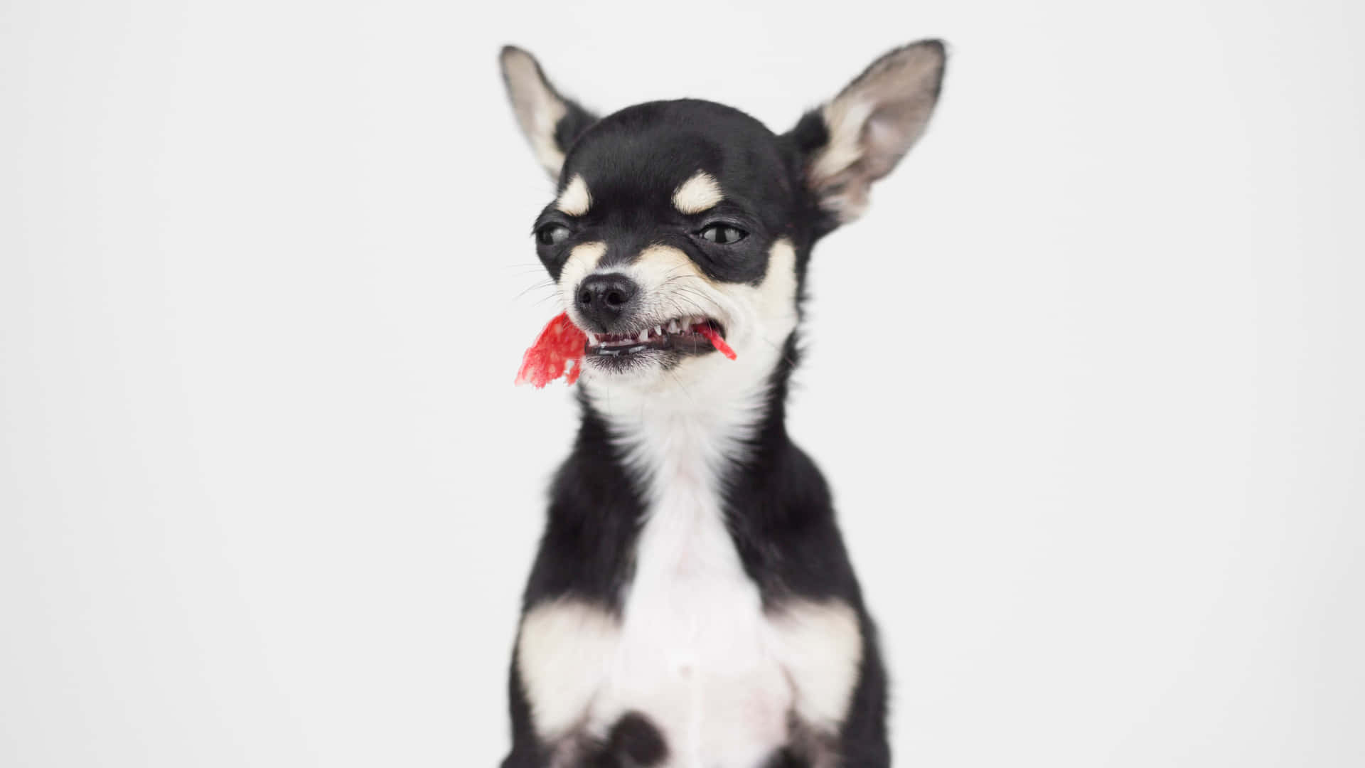 Chihuahualiten Hund Bits Bild