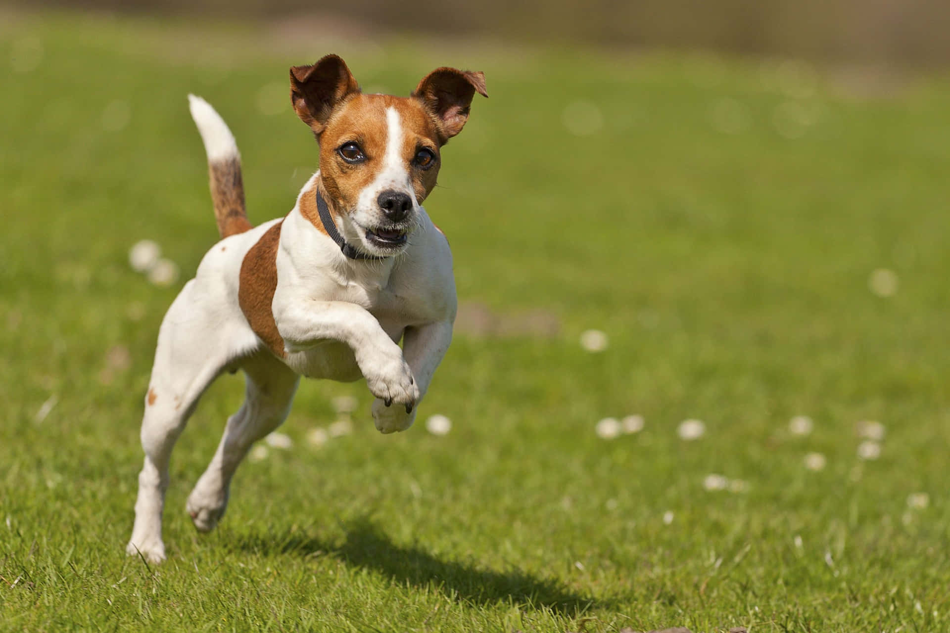 Imagende Pequeños Perros Jack Russel Terrier Corriendo