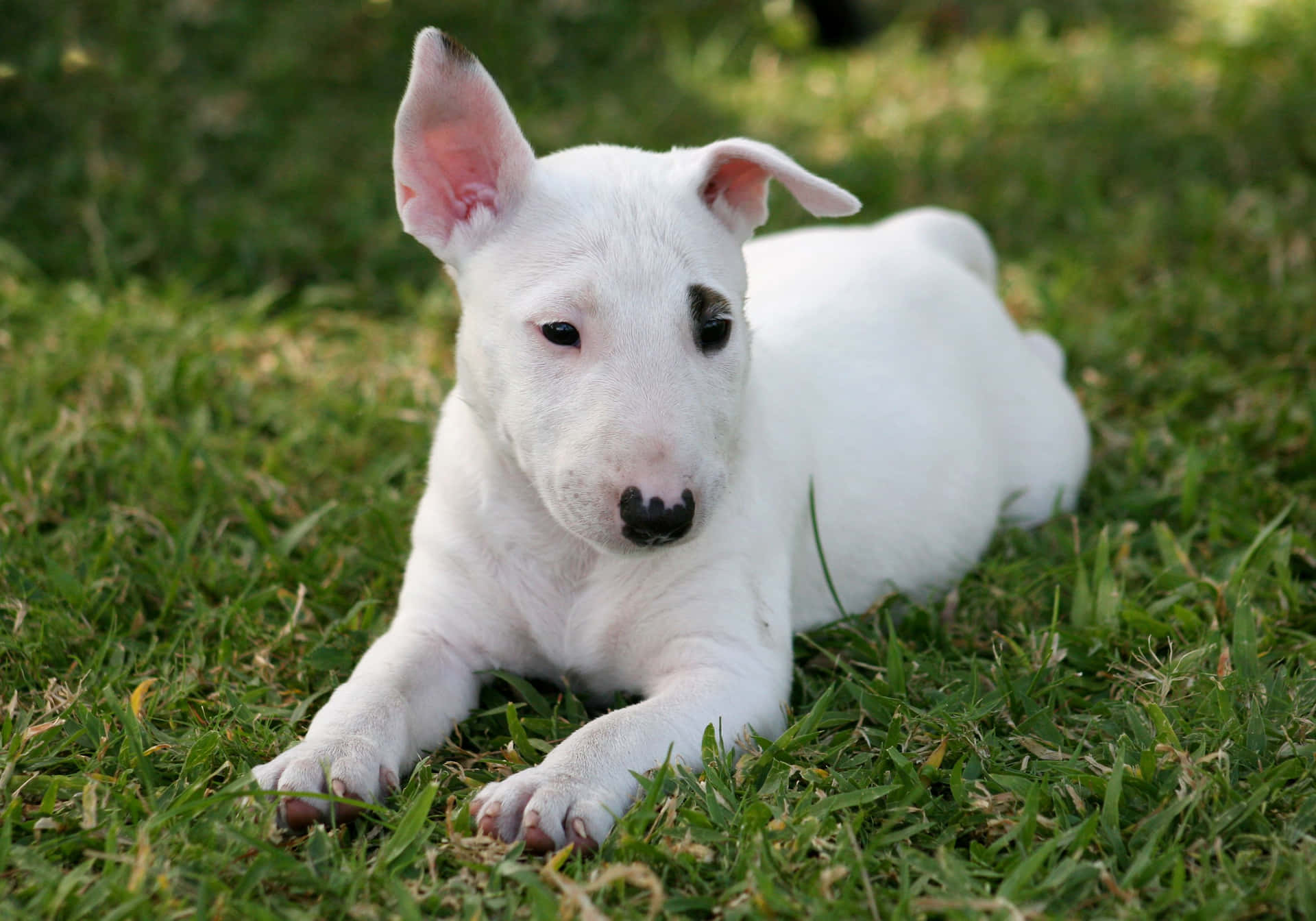 Imagende Perros Bull Terrier Pequeños En Un Fondo De Escritorio