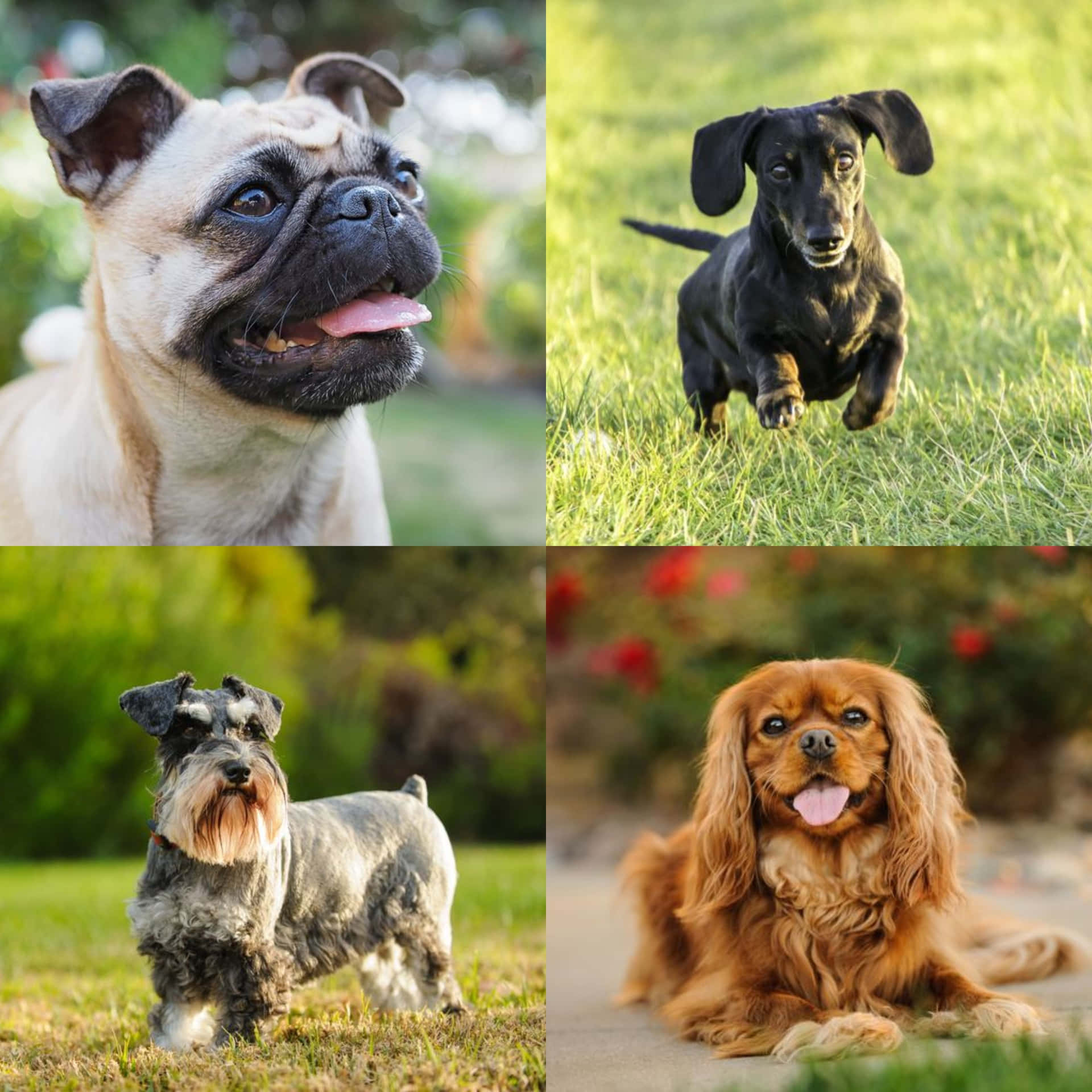 Cuadrode Collage De Perros Pequeños Adorables.