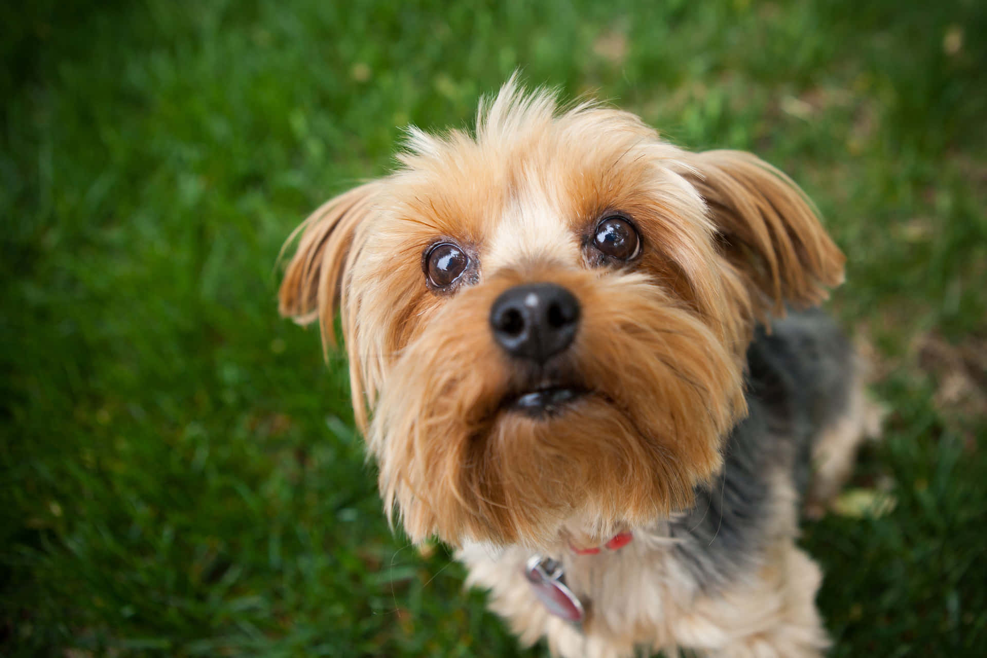 Yorkshire Terrier Little Dogs Close Up Picture