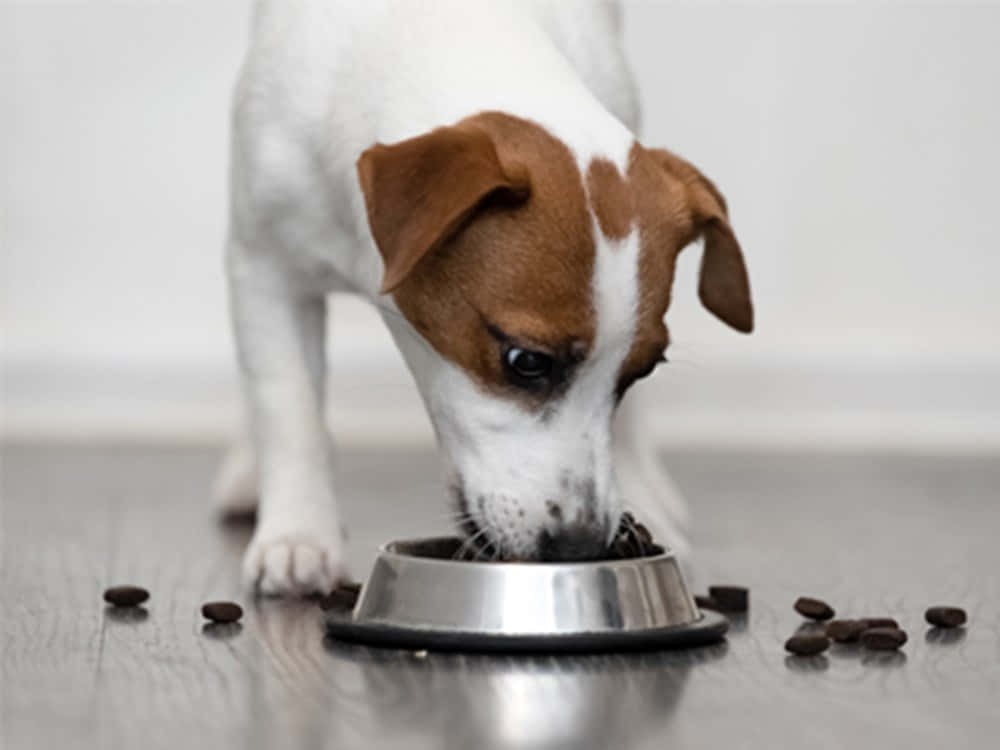 Immaginedi Jack Russell Terrier Con Cuccioli Di Cani Che Mangiano