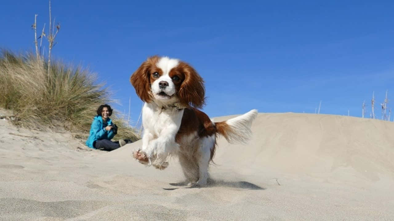 Cute Cavalier King Charles Spaniel Little Dogs Picture