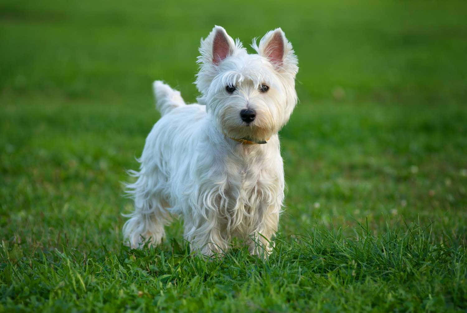 White Terrier Little Dogs Picture