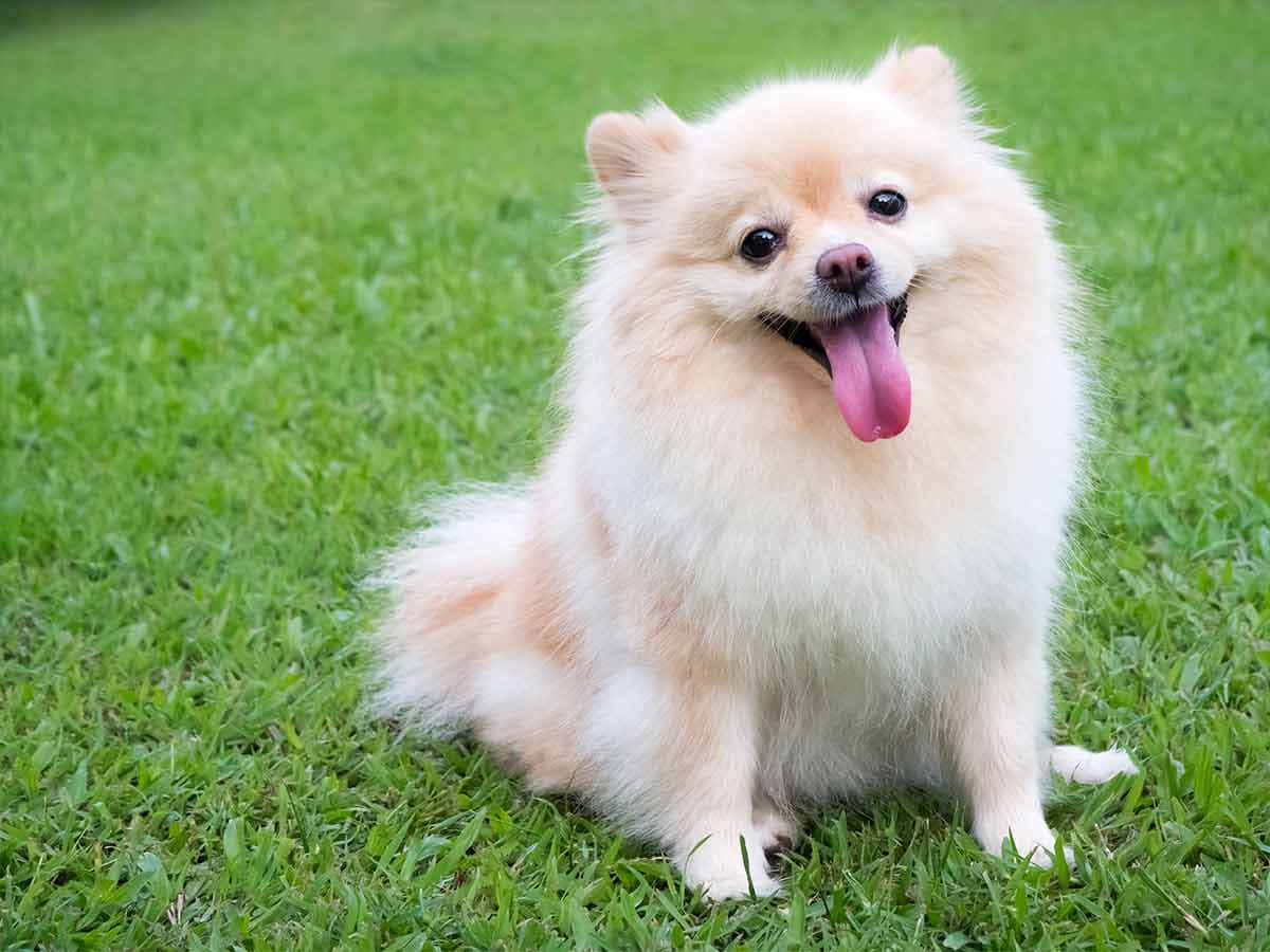 Sitting Pomeranian Little Dogs Picture