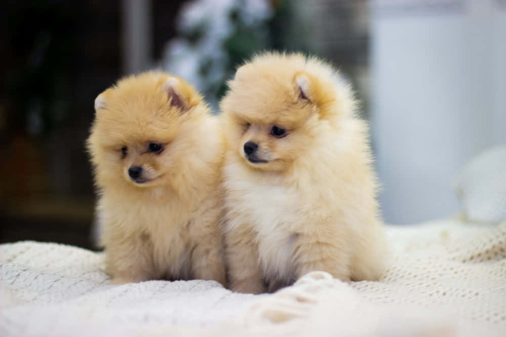 Bildpå Pomeranian Valpar, Små Hundar