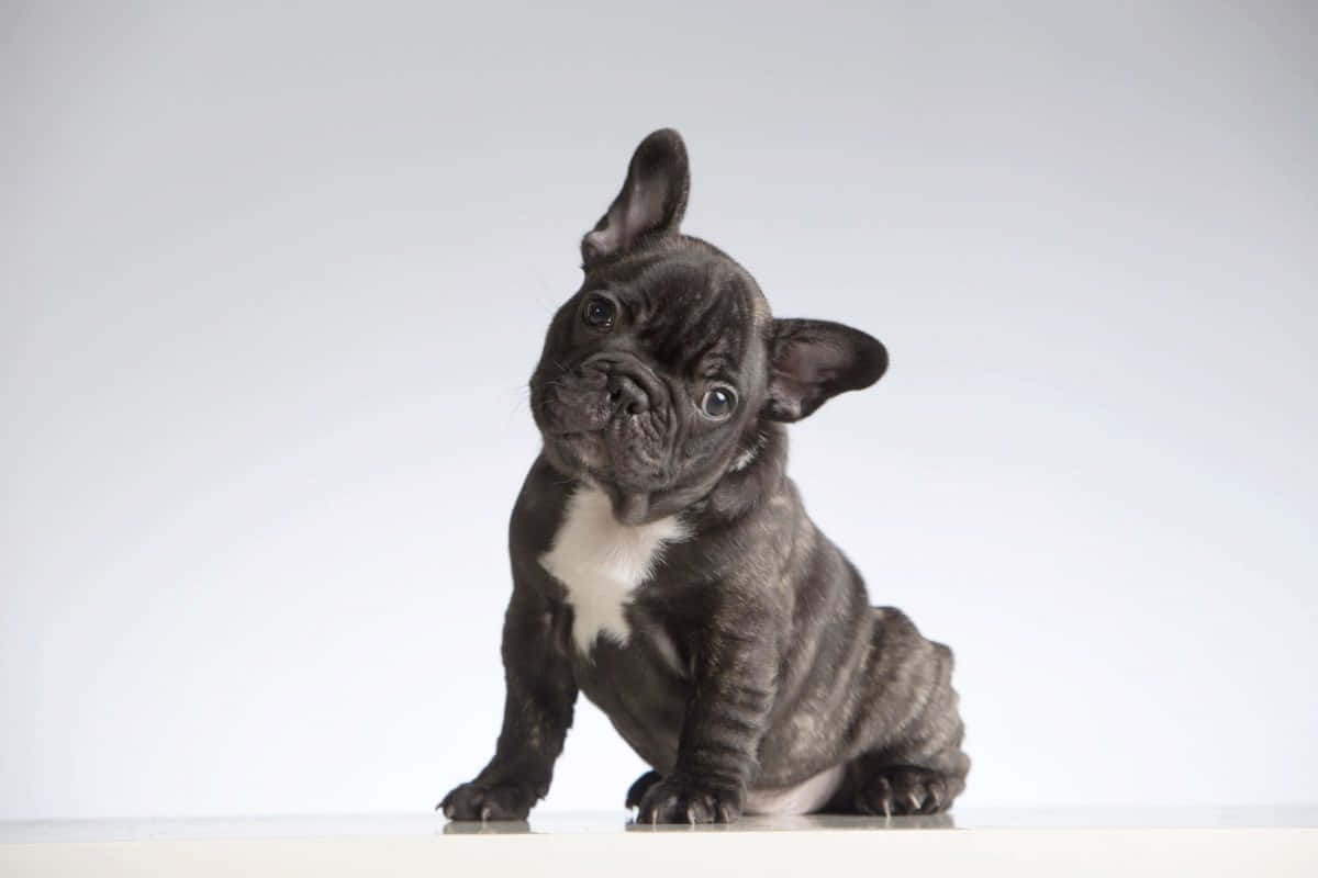 Svartafranska Bulldogvalpar Bilder På Små Hundar