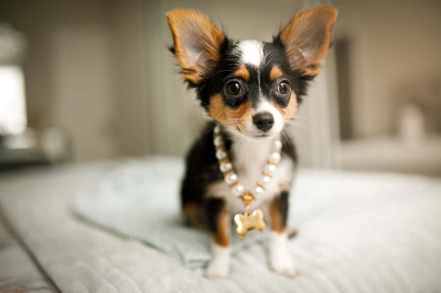 Chihuahua Little Dogs With Necklace Picture