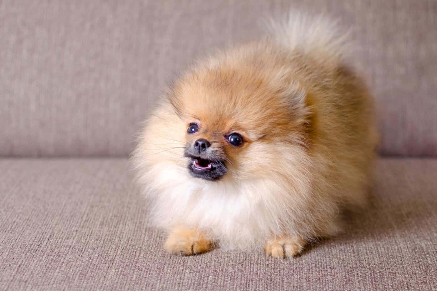 Angry Pomeranian Little Dogs Picture