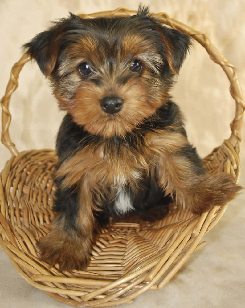 Yorkshire Terrier Little Dogs In Basket Picture