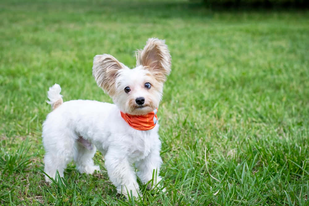 Cute White Little Dogs Picture